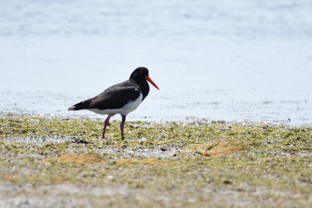 Pied Oystercatcher - ML193636991