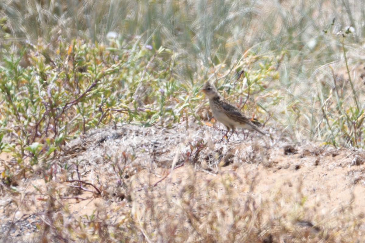 Eurasian Skylark - Ken Crawley