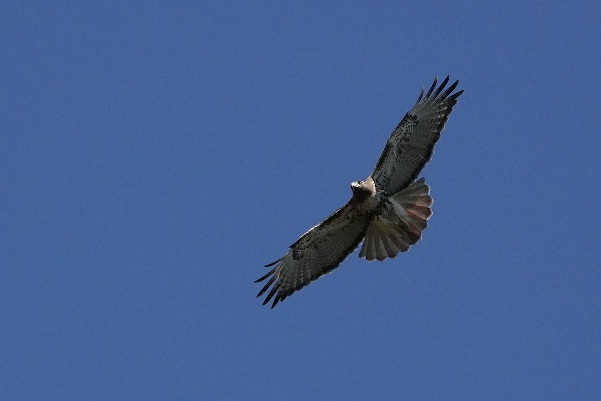 Rotschwanzbussard - ML193640281