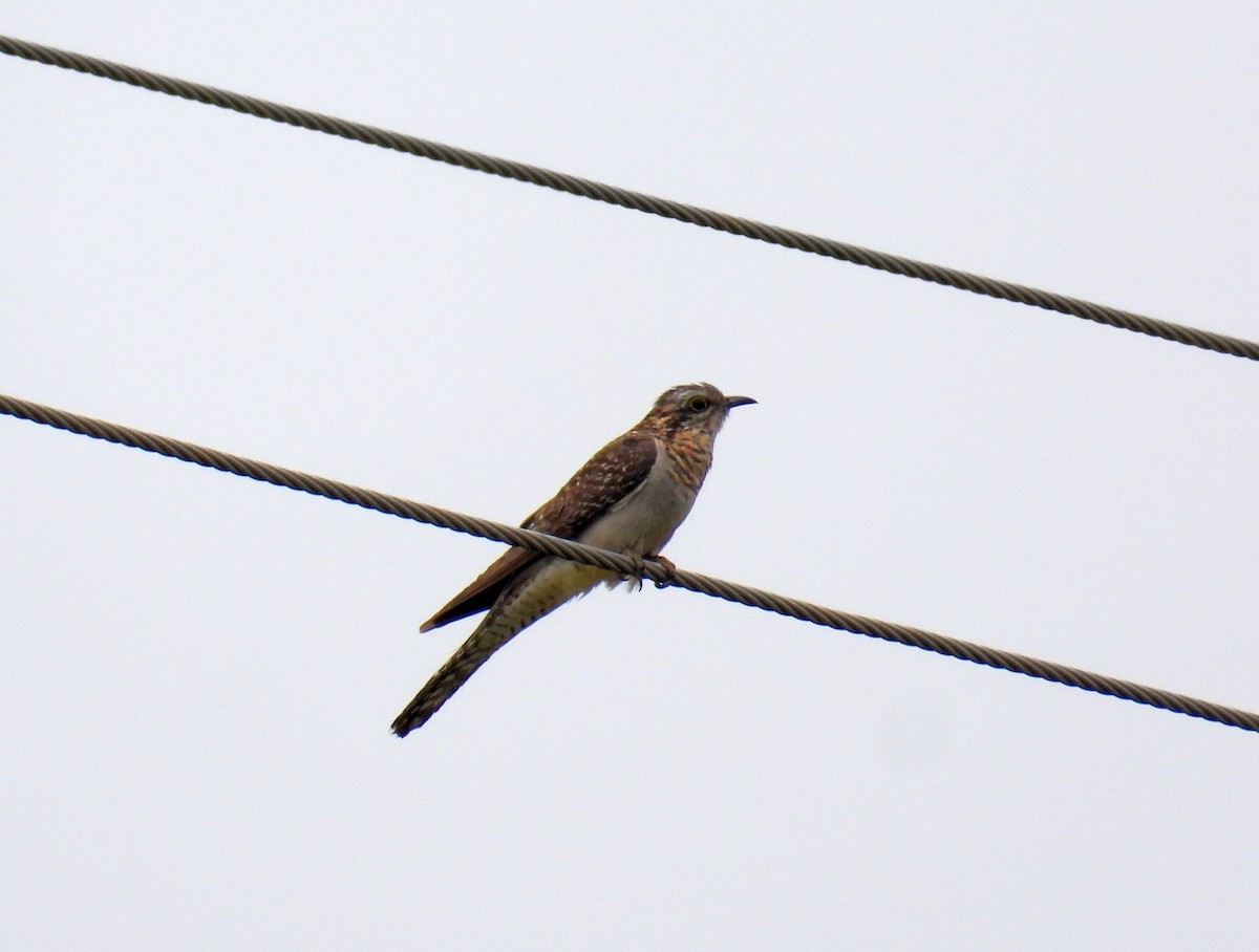 Pallid Cuckoo - ML193641011