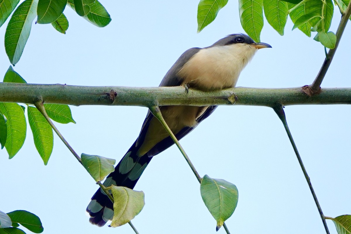 Mangrove Cuckoo - Gretchen Locy