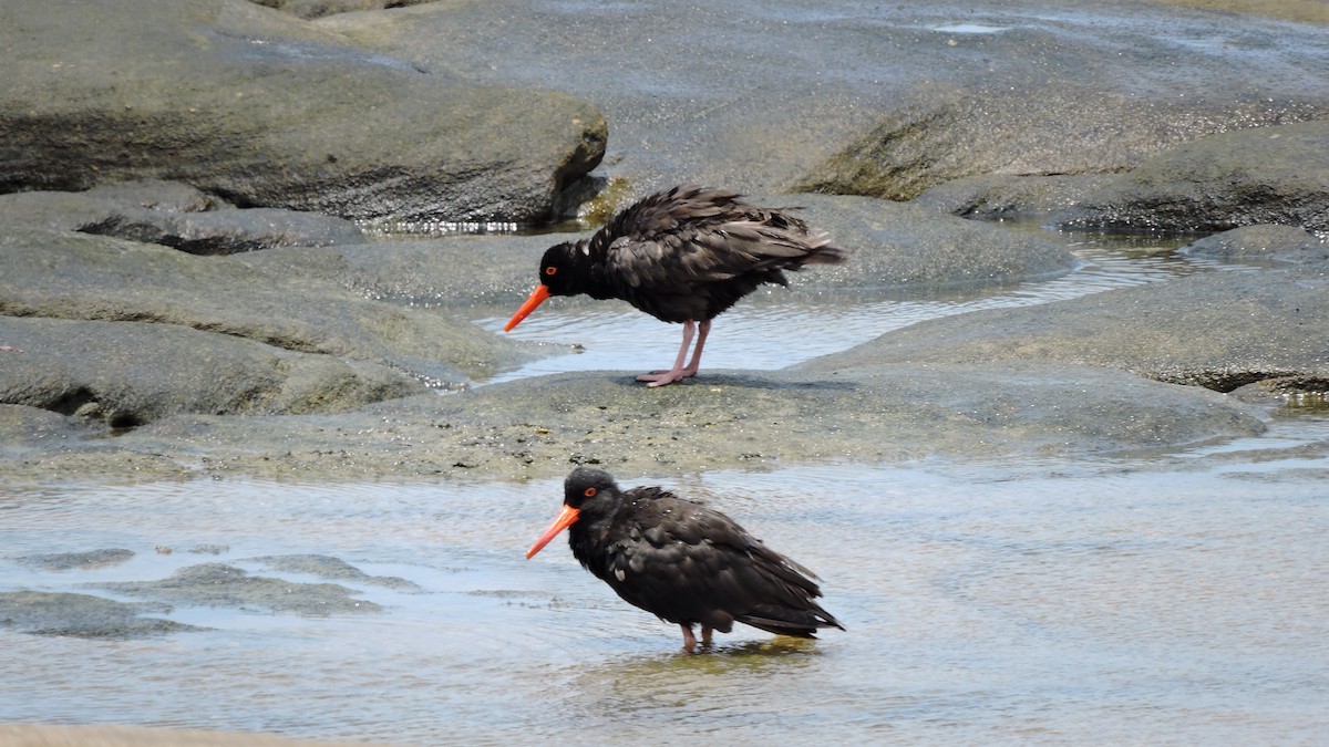 Sooty Oystercatcher - Sarah Beavis