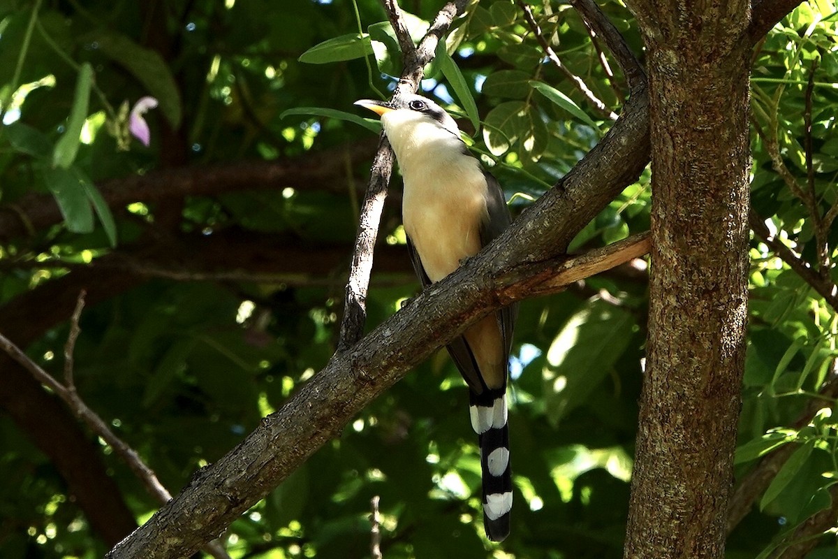 Mangrove Cuckoo - Gretchen Locy
