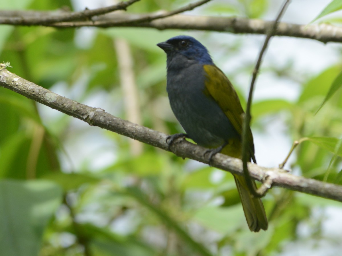 Blue-capped Tanager - Alan Van Norman