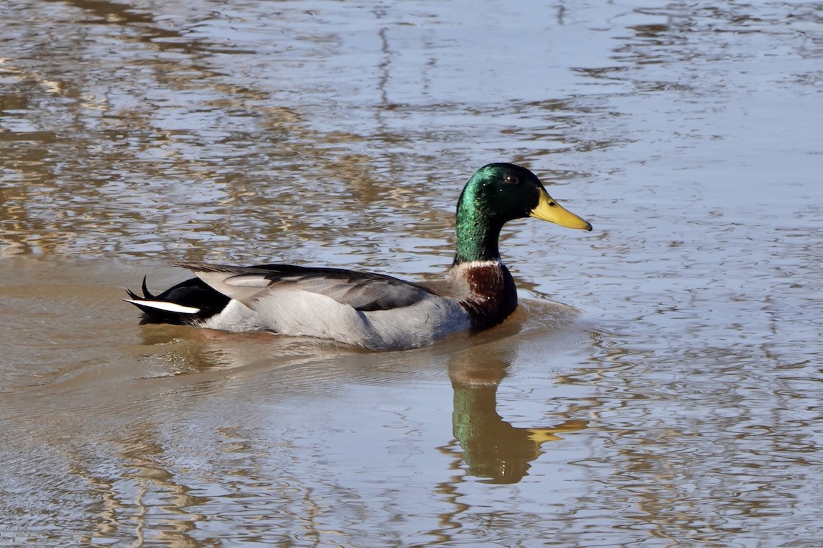 Canard colvert - ML193642261