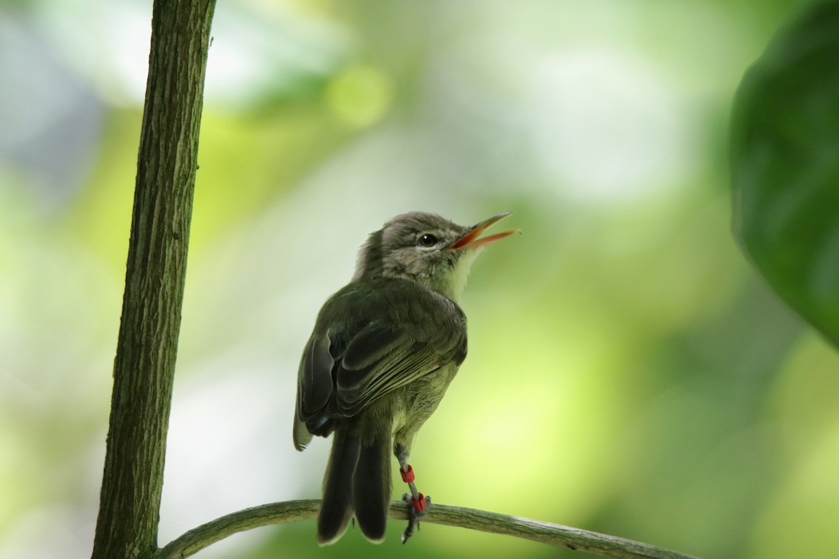 Seychelles Warbler - ML193642671