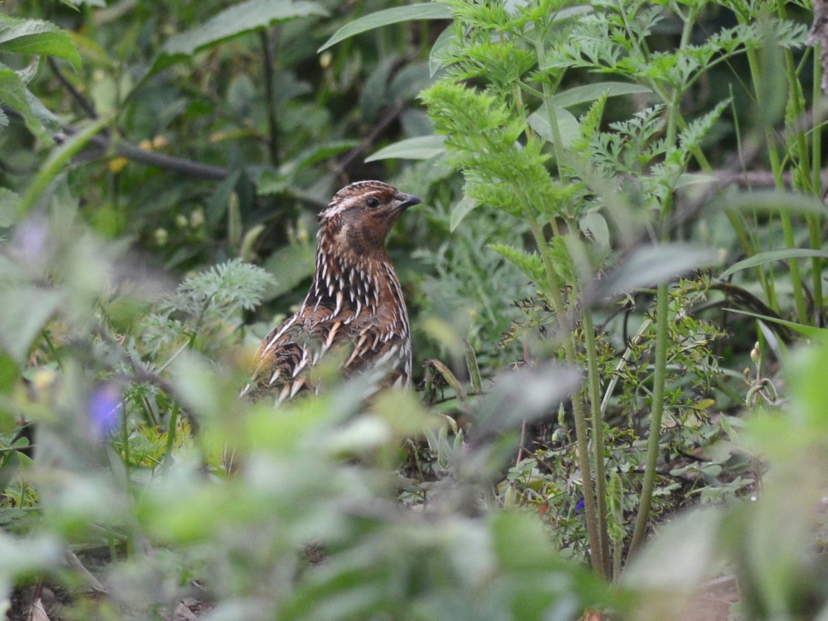 Common Quail - Alan Van Norman