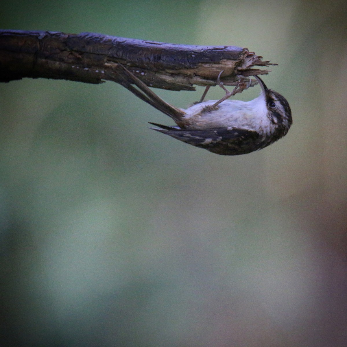 Brown Creeper - ML193643371