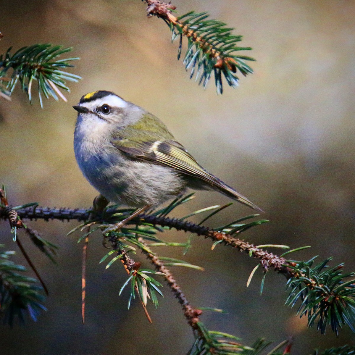 Golden-crowned Kinglet - ML193643731