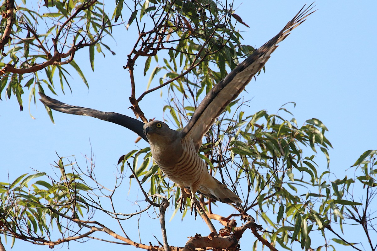 Pacific Baza - ML193644081