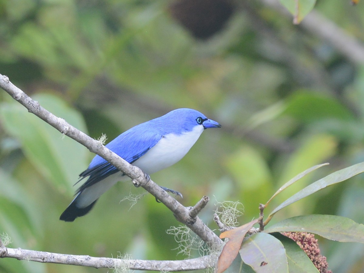 Vanga Azul (comorensis/bensoni) - ML193644161