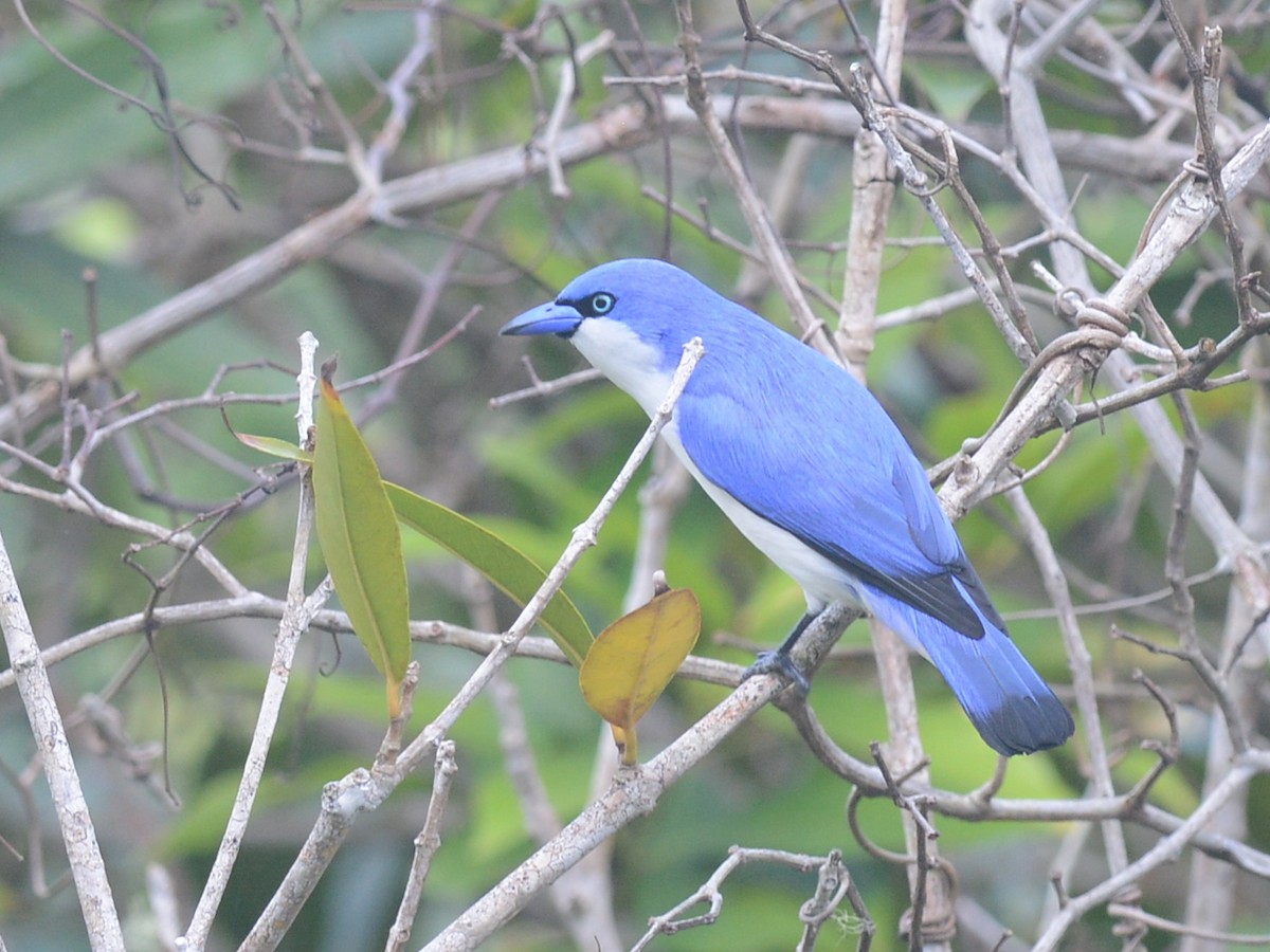 Vanga Azul (comorensis/bensoni) - ML193644181