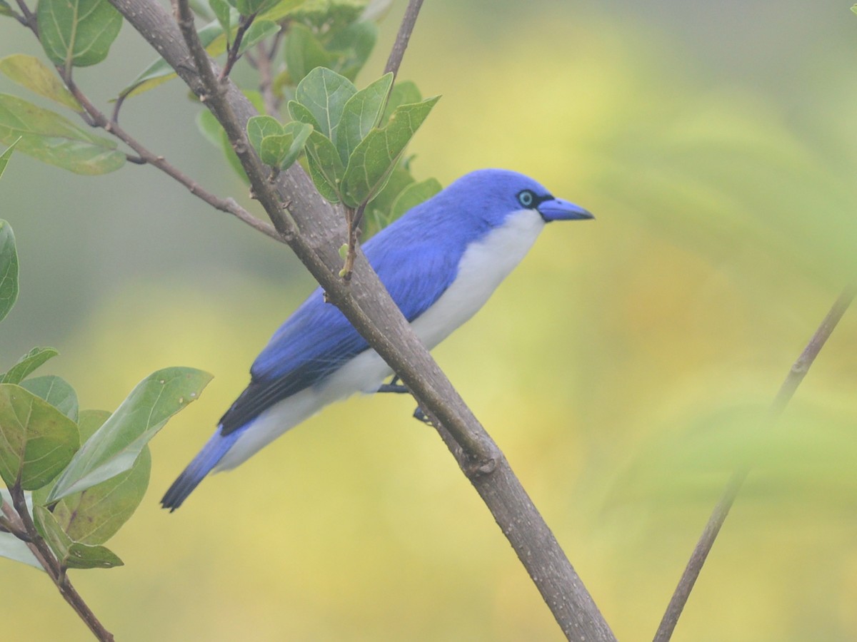 Vanga Azul (comorensis/bensoni) - ML193644191