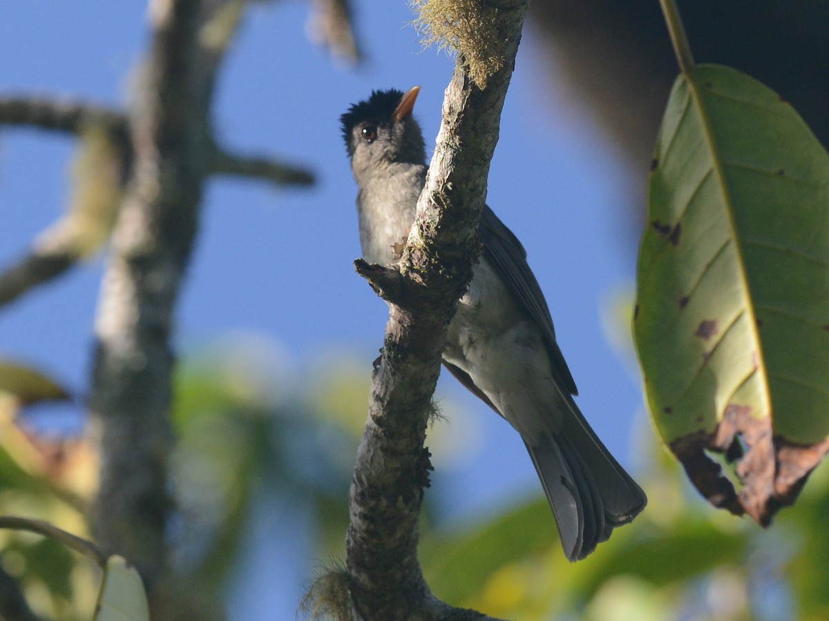 Grande Comore Bulbul - ML193644851