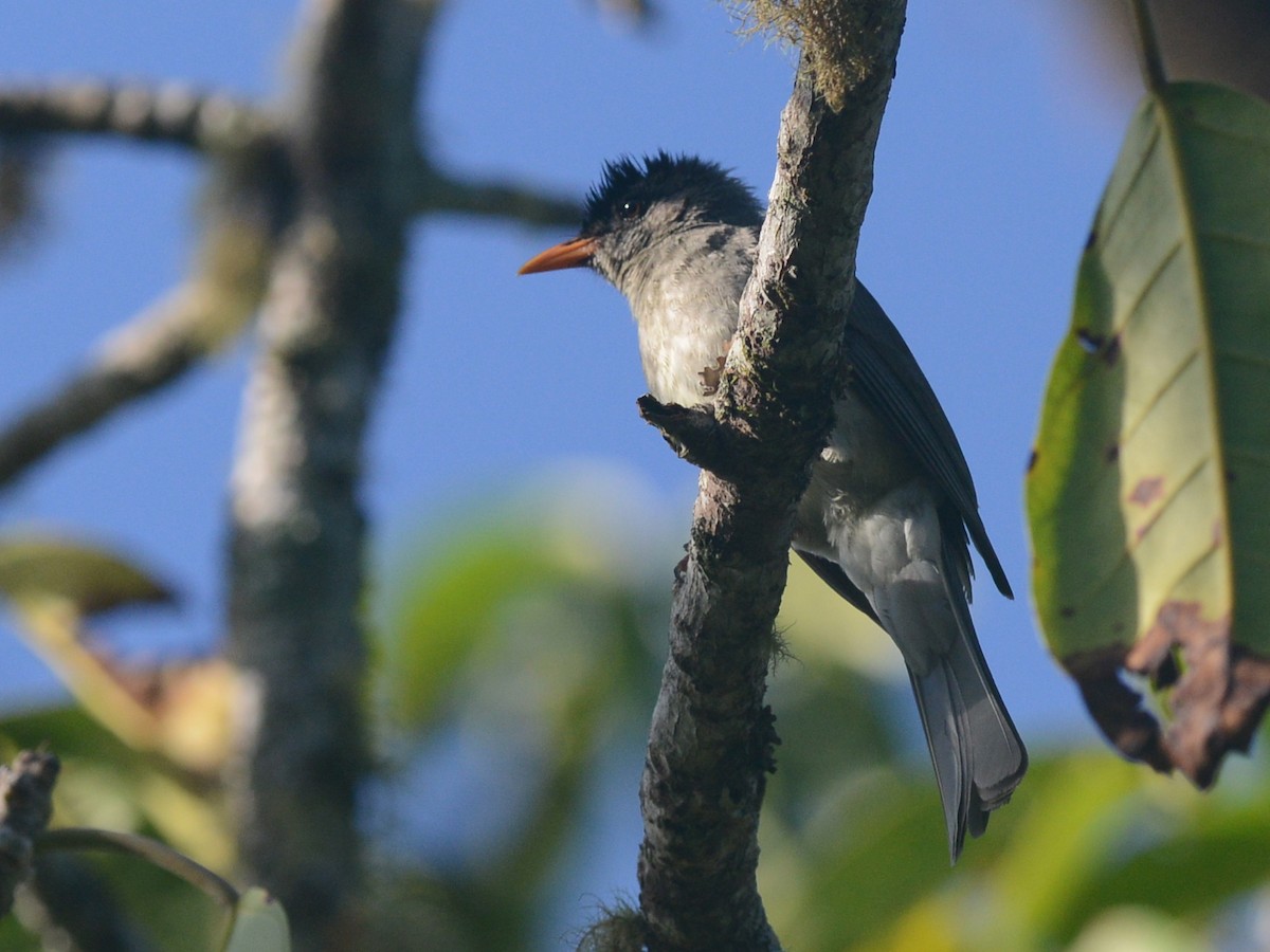 Grande Comore Bulbul - ML193644881