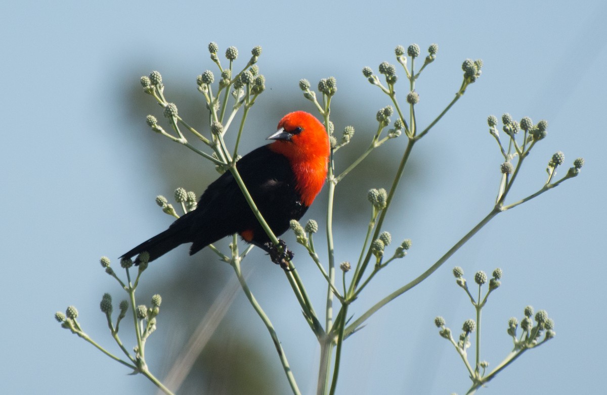 Scarlet-headed Blackbird - Thierry Rabau