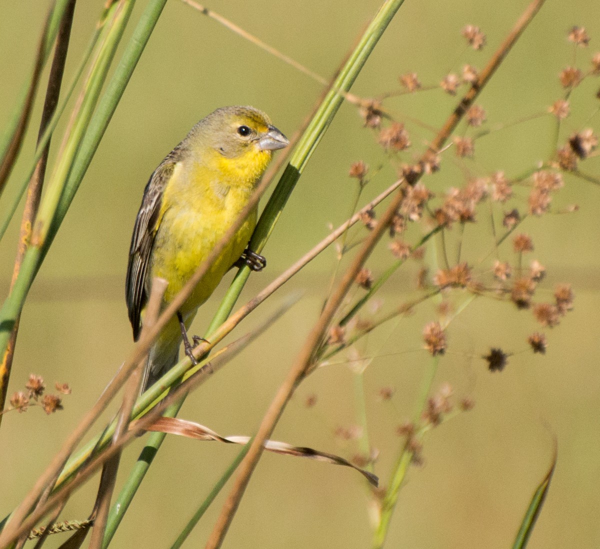 Grassland Yellow-Finch - Thierry Rabau