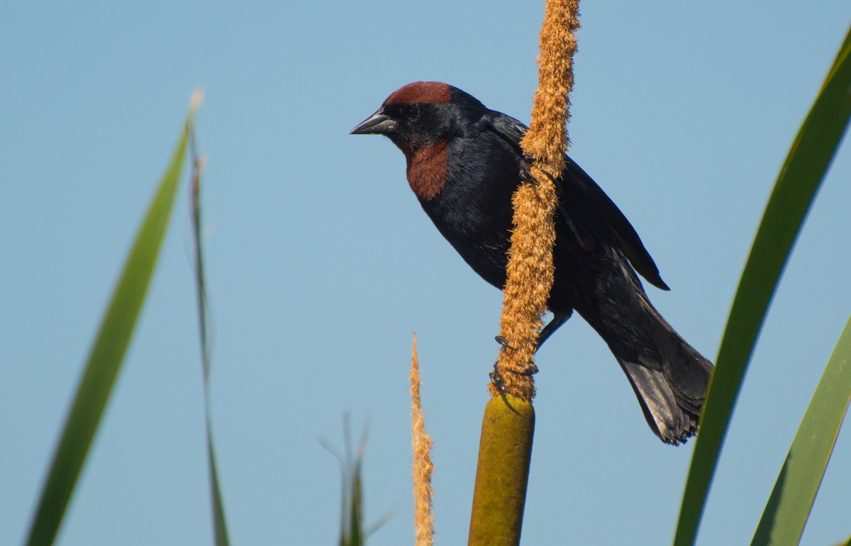 Chestnut-capped Blackbird - Thierry Rabau