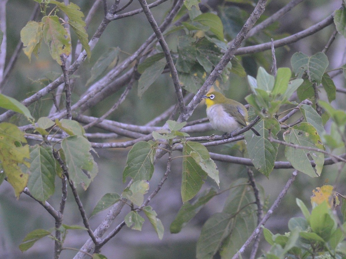 Moheli White-eye - Alan Van Norman