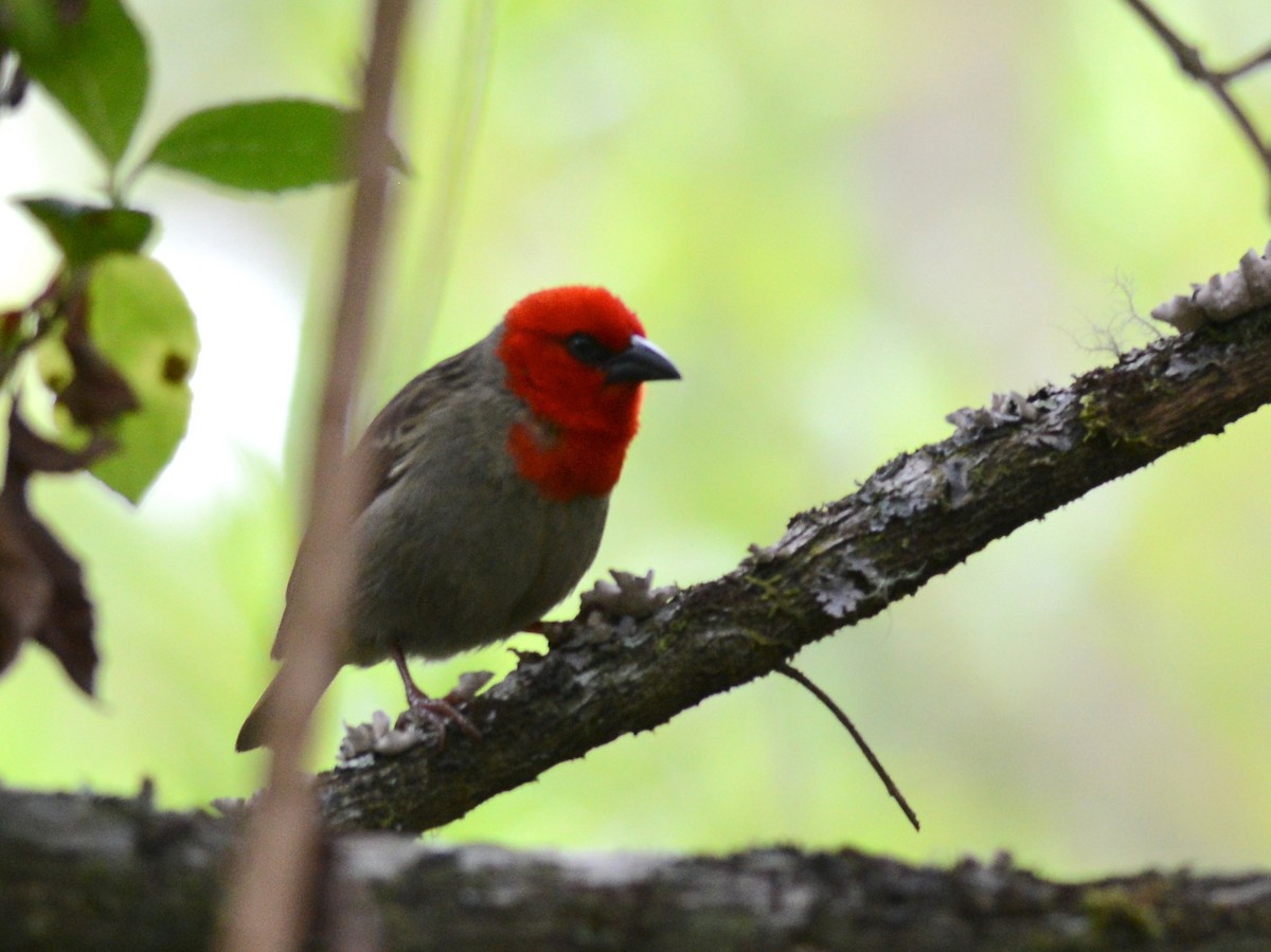 Red-headed Fody - ML193645981