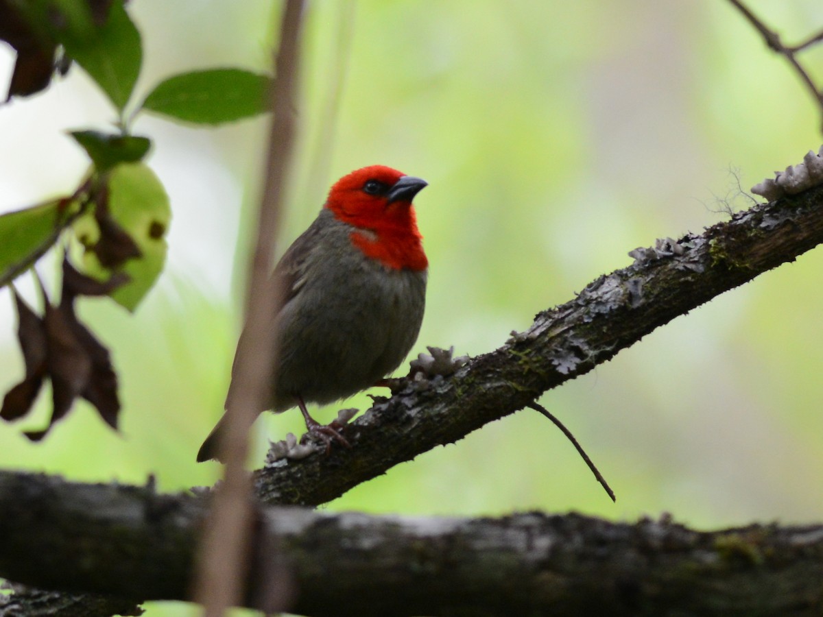 Red-headed Fody - ML193645991