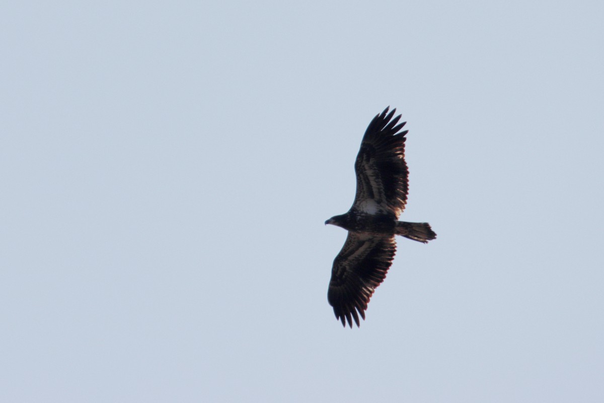 Bald Eagle - ML193647101