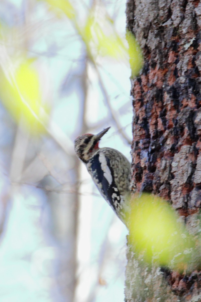 Yellow-bellied Sapsucker - ML193647421