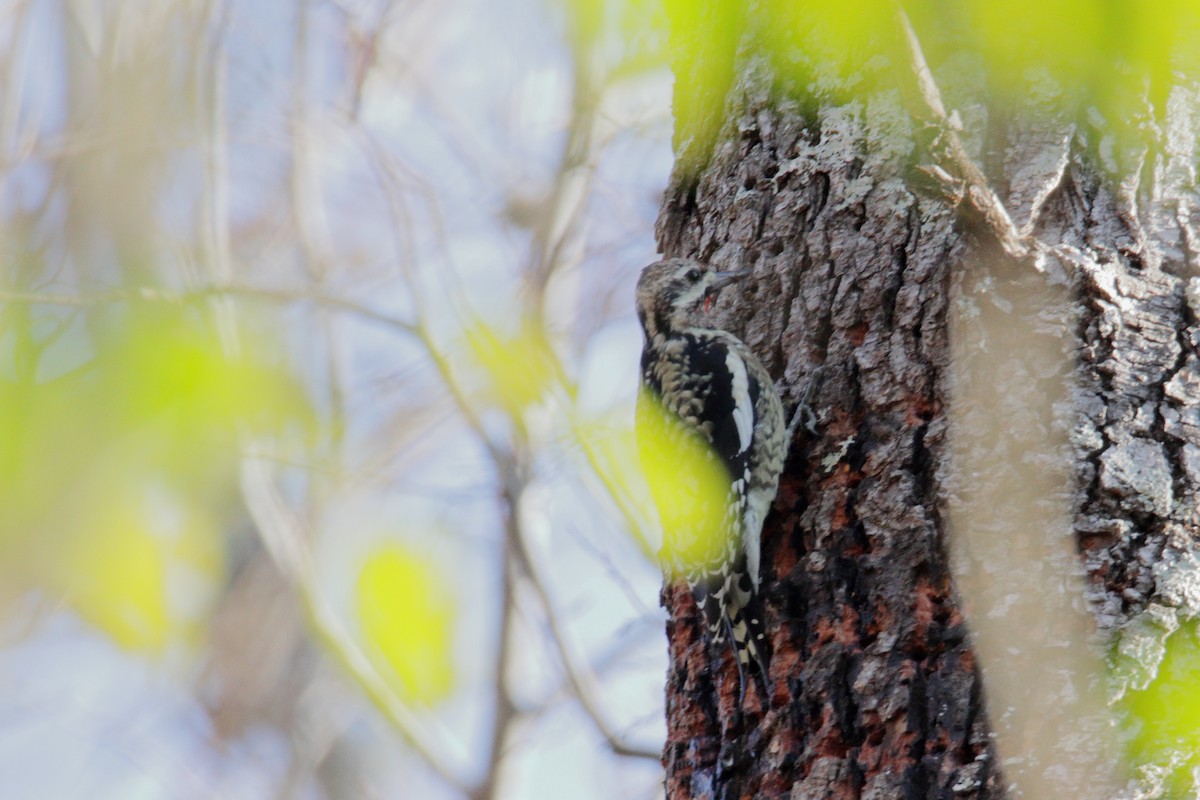 Yellow-bellied Sapsucker - ML193647431