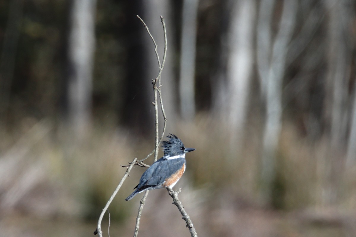 Belted Kingfisher - Mel Green