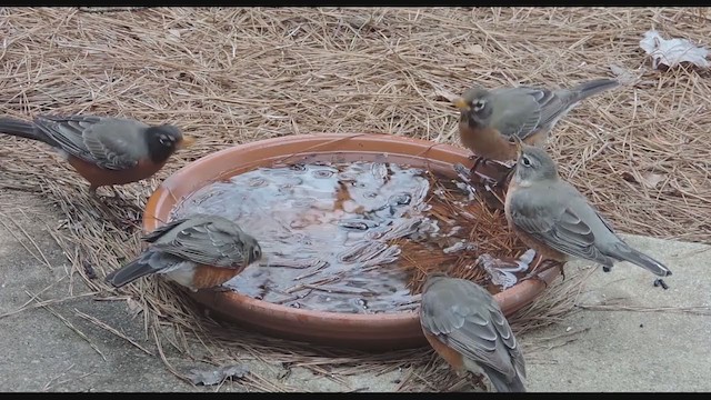 Странствующий дрозд - ML193648001