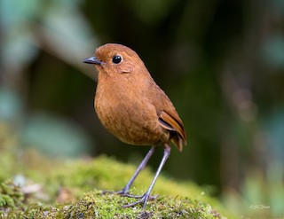 Rufous Antpitta