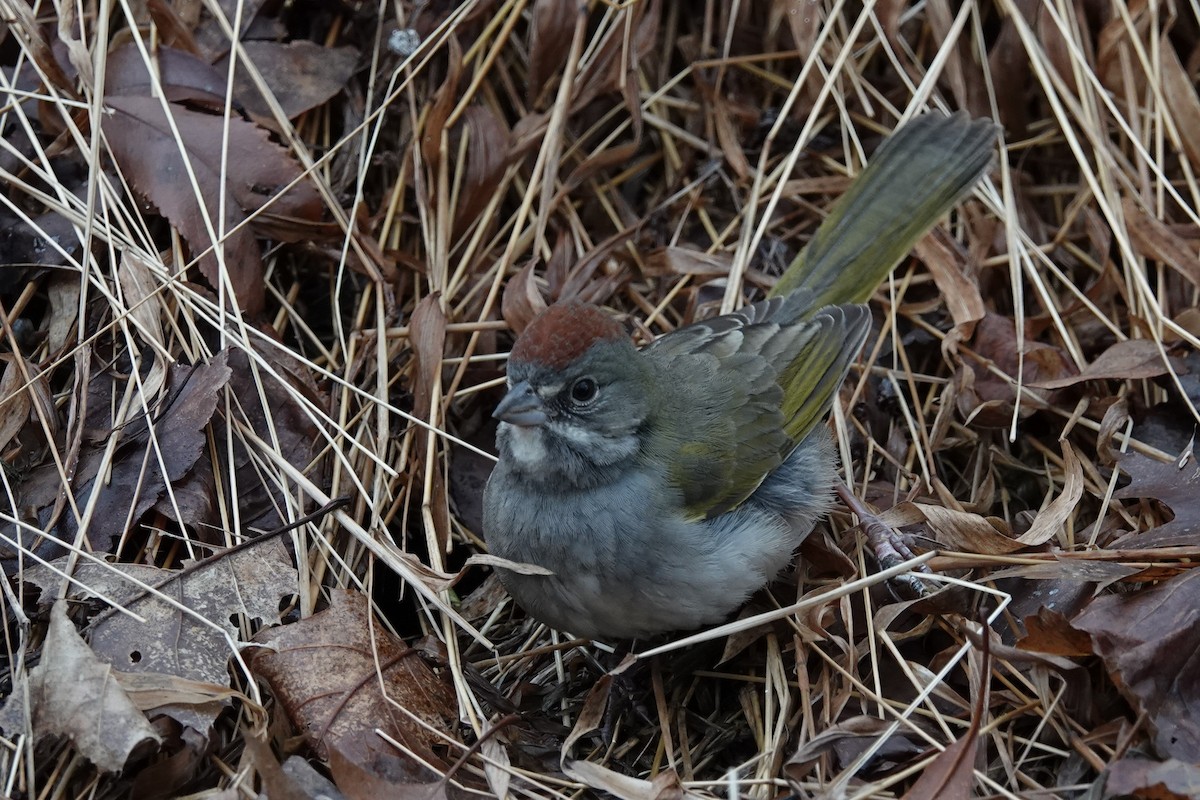 Green-tailed Towhee - Kristy Morley