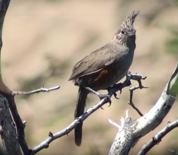 Schopftapaculo - ML193651201