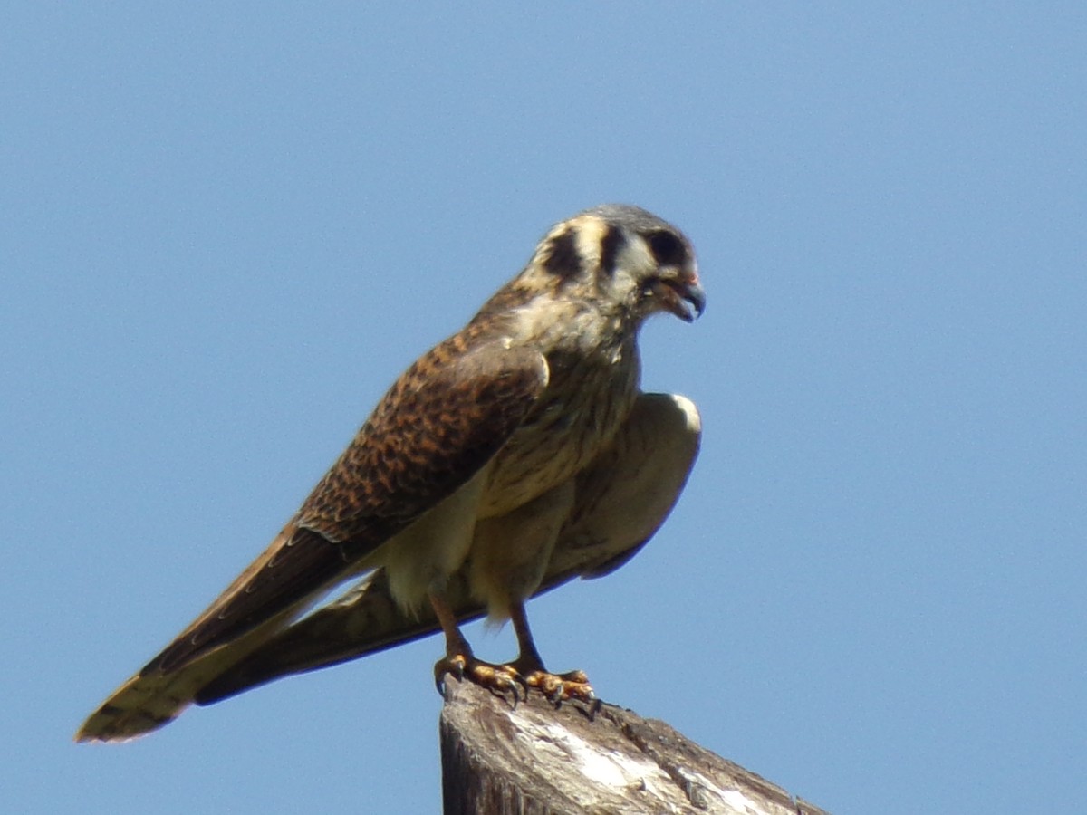 Buntfalke - ML193651251