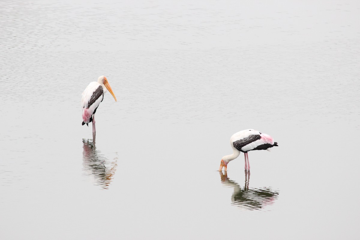 Painted Stork - ML193652071