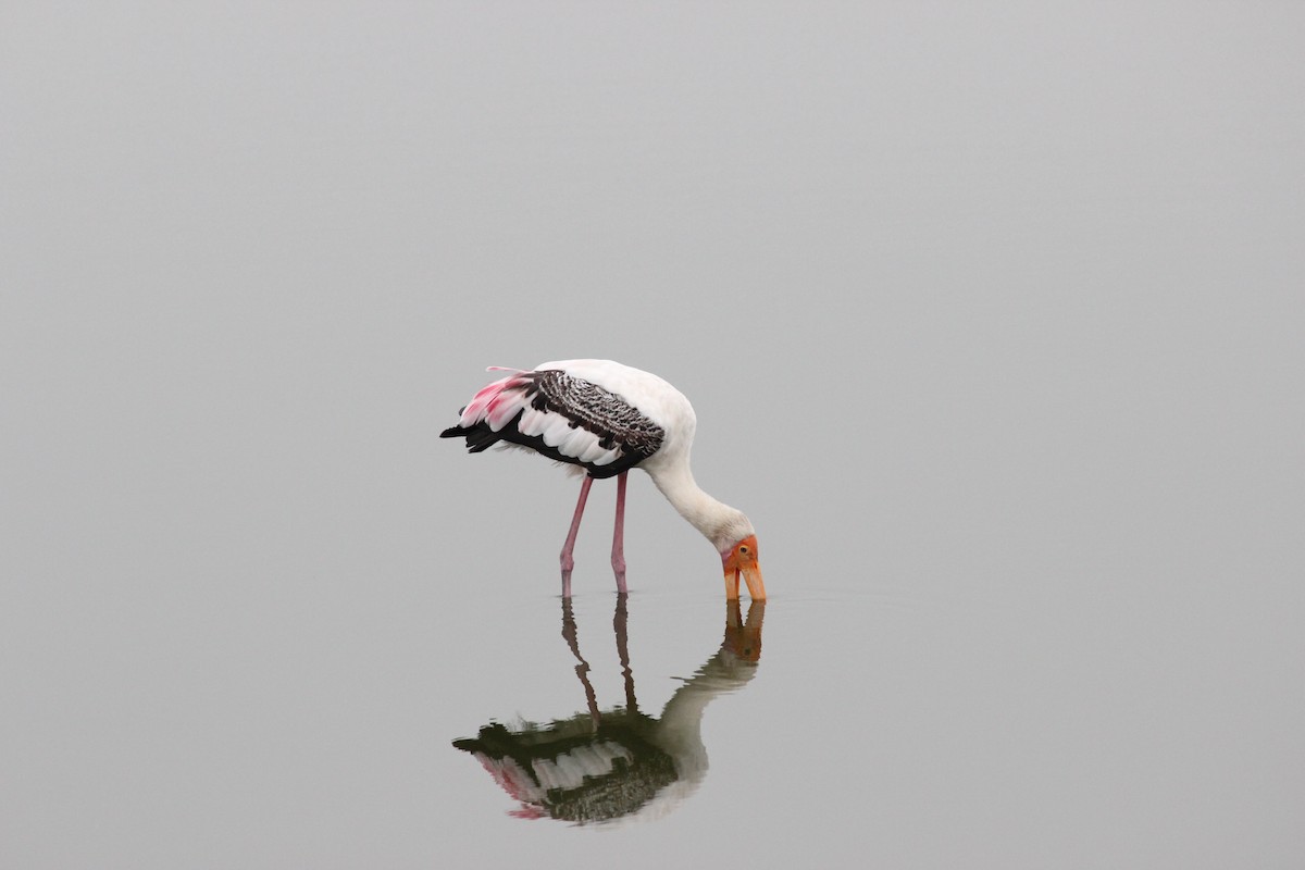 Painted Stork - ML193652081