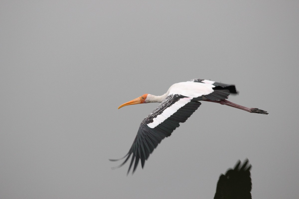 Painted Stork - ML193652091