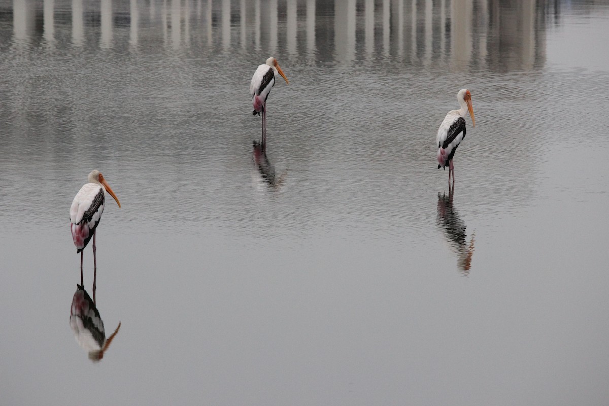 Painted Stork - ML193652111