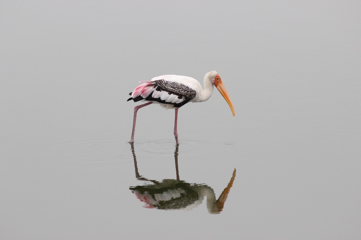 Painted Stork - ML193652371