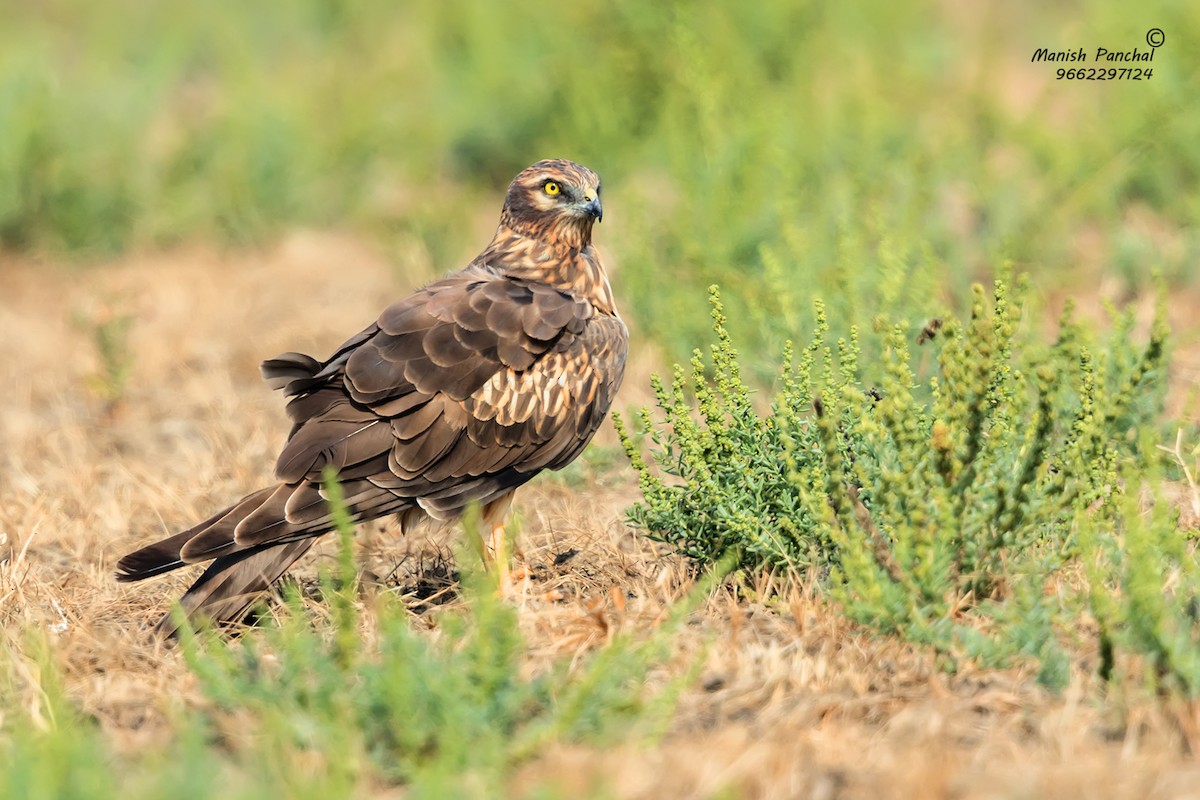 Montagu's Harrier - ML193652631