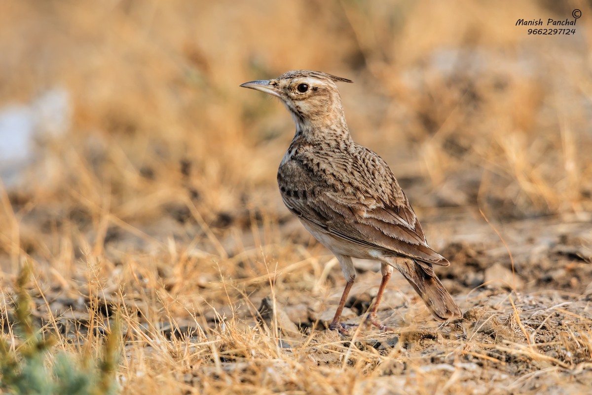 Crested Lark - Manish Panchal