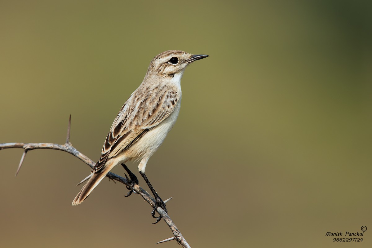 White-browed Bushchat - ML193652961