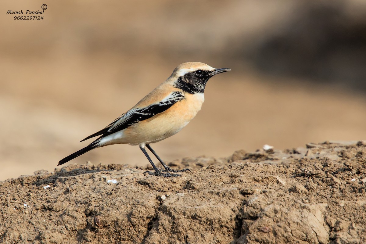 Desert Wheatear - Manish Panchal