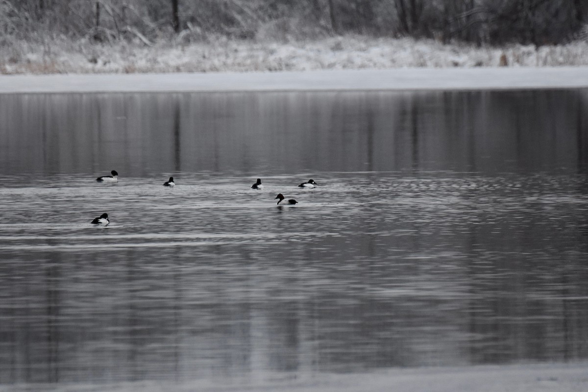 Canvasback - ML193653061