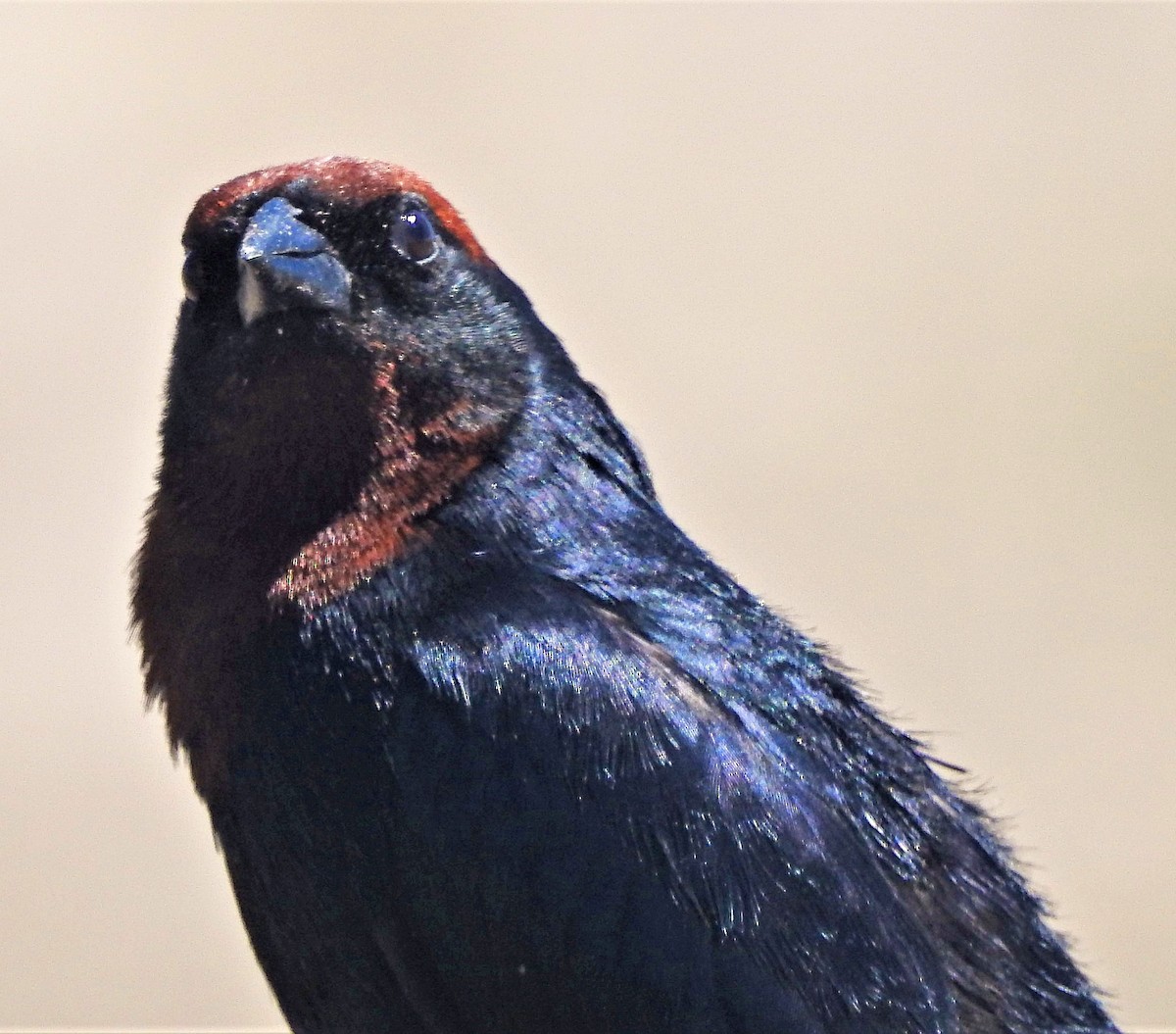 Chestnut-capped Blackbird - Hugo Hulsberg