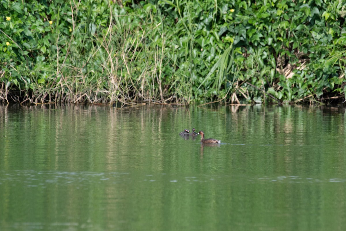 Little Grebe - ML193653611