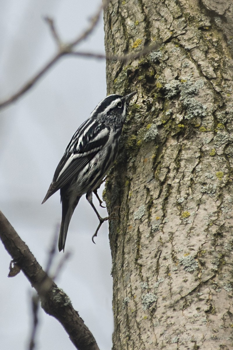 Black-and-white Warbler - Lucien Lemay
