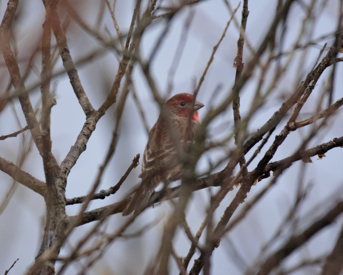 House Finch - Erik Ostrander