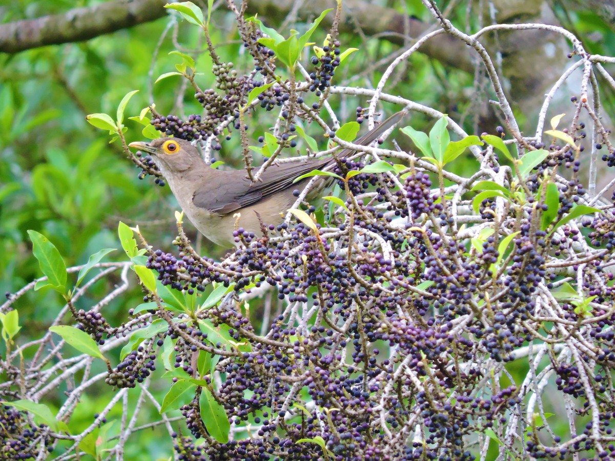 Spectacled Thrush - ML193658681