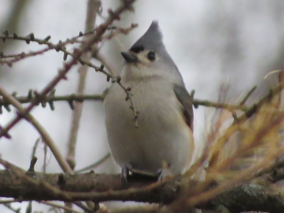 Tufted Titmouse - ML193660401